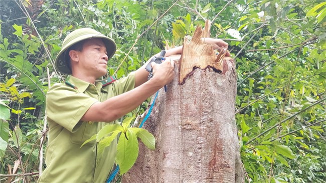 Quảng Trị thanh lý rừng trồng chặt luôn rừng tự nhiên (13/9/2022)